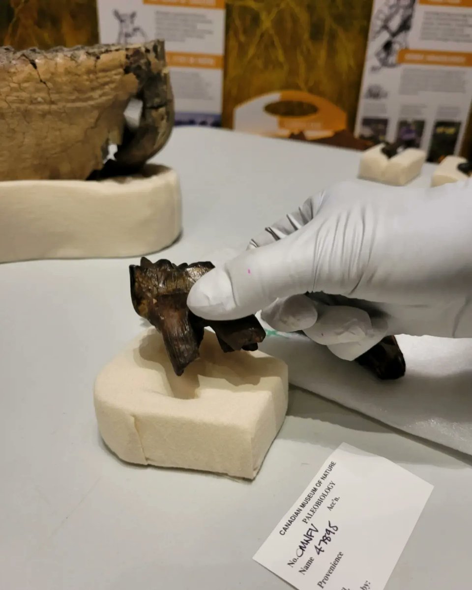 yukonberingia's tweet photo. If you have a keen eye, you might have noticed that a lot of new #fossils are going to be incorporated into our updated exhibits. However, before we can put these fossils on display, they need to be mounted. Do you recognize any of the fossils? 🦴 #beringiabts https://t.co/a2RufhzvCu