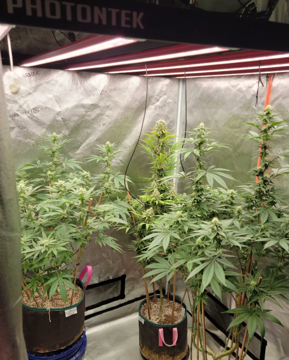 unclebuzz_79's tweet photo. Just another day in the #Photontek 4x4

#BornToGrowBuiltToLast #IndoorGrowlLight
#IndoorGrowing #GrowlLights #ledgrowlights #HorticultureLighting #PhotontekUSA  #600w
#photontekdiscounts #HomeGrown https://t.co/1asZb8TPuO