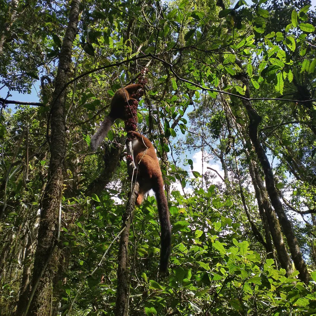 A family of red bellied lemur at Ranomafana National Park.
Picture taken during survey 💚
#forest
#science 
#primatologist