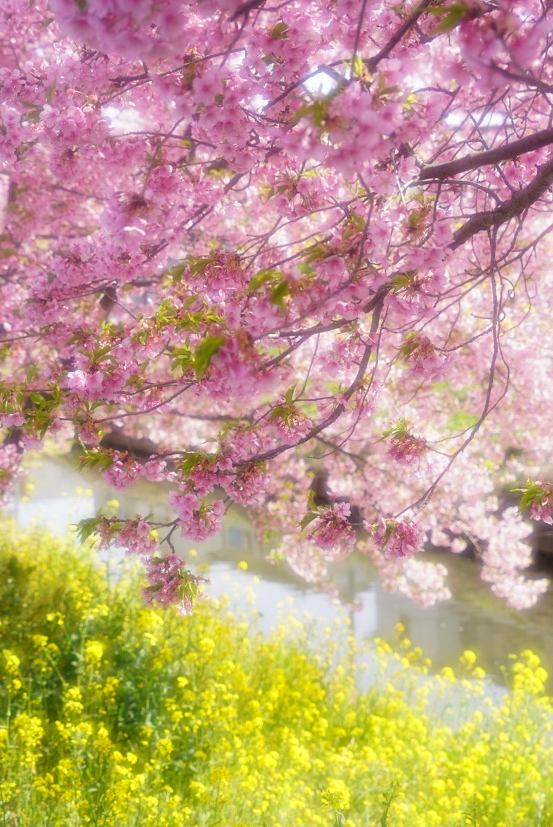 bousuke118's tweet photo. はる🌸 https://t.co/wpFjztWn6l
