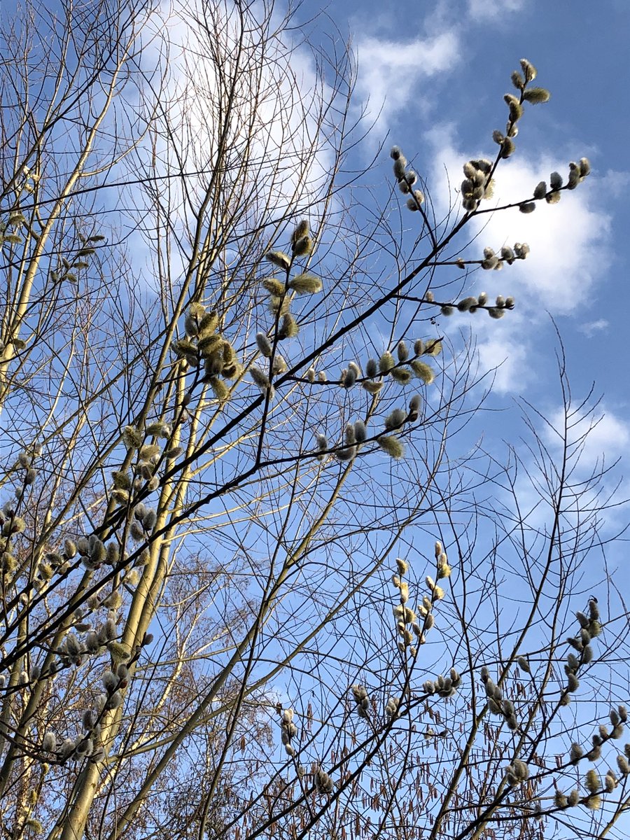 potvismodus's tweet photo. #fruehling wird es ganz langsam und doch ganz plötzlich. Heute Morgen auf der #hunderunde war da noch nichts zu sehen. Gefroren und mit einem Hauch Schnee ist den blühenden Weidekaetzchen und Sonnenstrahlen binnen Stunden gewichen… https://t.co/LEePcuer0u
