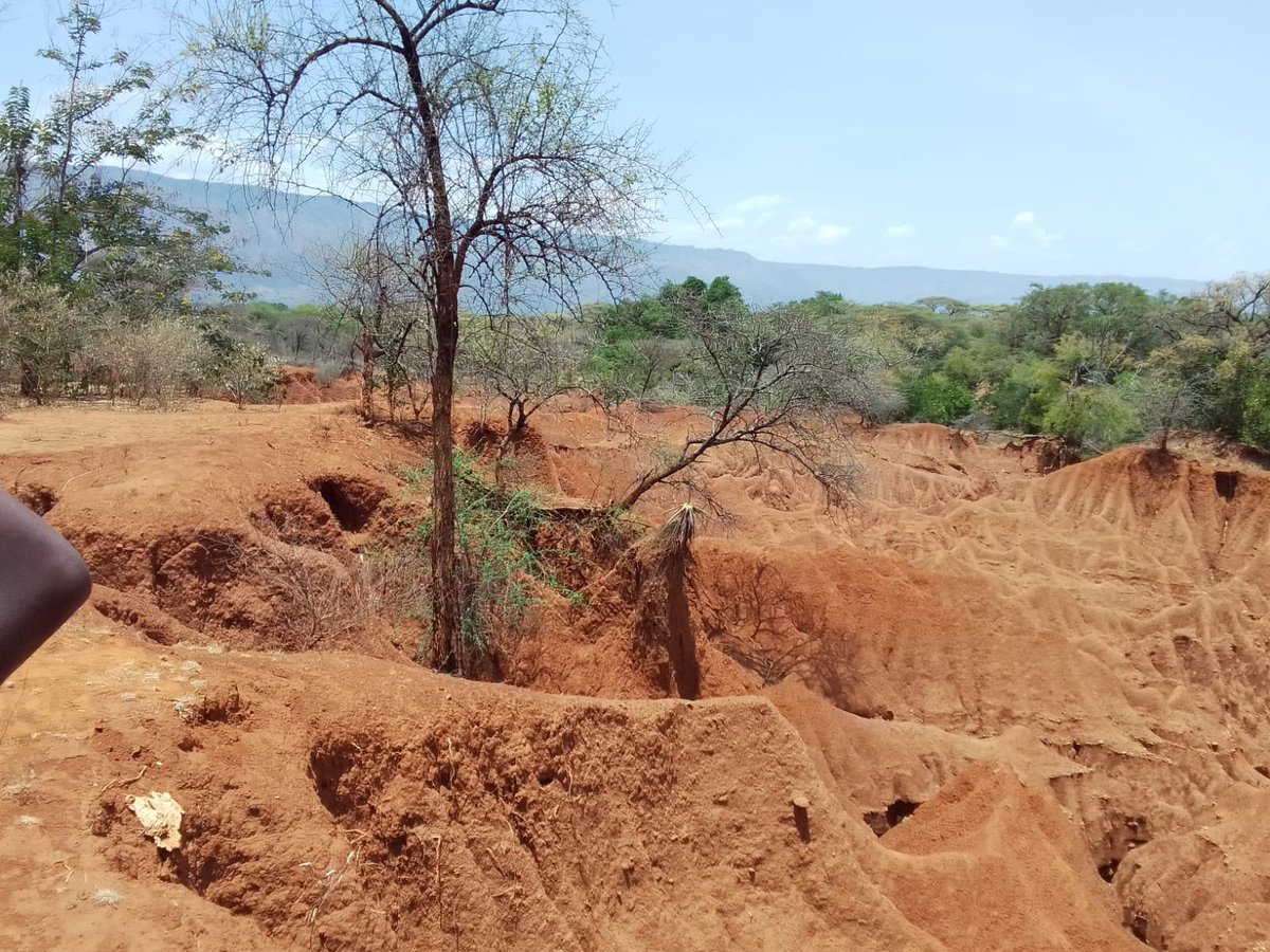 Lepariyo's tweet photo. @NoemaMag @COP26 @COP27P @POTUS @mileskathleen @UNFCCC @UN @WMO @ConnectAID_int @Brian_J_Keane @UNBiodiversity @antonioguterres @DrMariaNeira @atrembath @DrMercyKorir @Chavivohra @NftRescue @Alex_Verbeek @nickhedley @Mbairaroua @ElizabethAngir1 @ChristineMilne @germany_un_rome @SavinaAmmassari @AdrianZidaritz @IICAF_ @ClintonGlobal @wef @JointSDGFund @SDG2030 @UNEP @Emma999Too @maDube_ @SDGaction @unwomenchief @unwomenkenya @WBG_Climate @andersen_inger @IPBES @COP28_UAE @SustDev @UNDPClimate @CatherineWong01 SHAPING The Future: @IPCC_CH reports pinpoint that human activities have increasingly destroyed world’s ecosystems and biodiversity at an alarming rate. Climate change and soil erosions are pushing livelihoods to edge. Ecosystems restoration is critical. #RestoreMotherNature https://t.co/0puXyHtqLC
