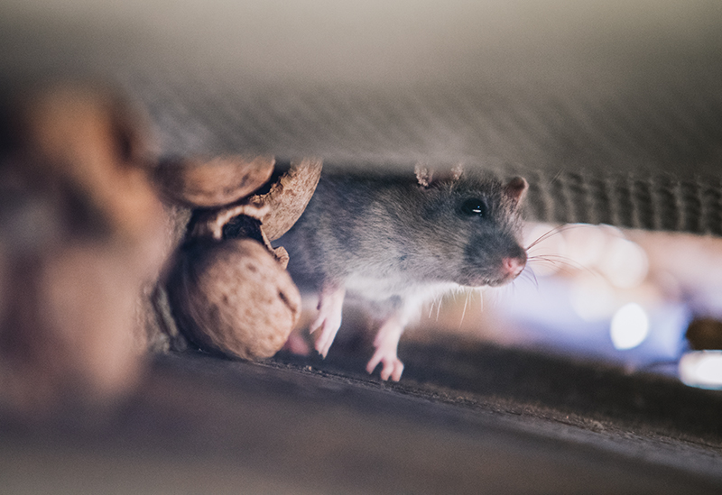 PestWestwood's tweet image. Controlling Rats and Mice Around Your Home.
Get your free quote @ westwoodpestcontrol.com or call us 781-910-4165.
#micecontrolservice #rodentcontrol #rodentcontrolservice #pestcontrol #pestcontroltips #pestcontrolcompany #pestcontrolservice #westwood #westwoodma #boston