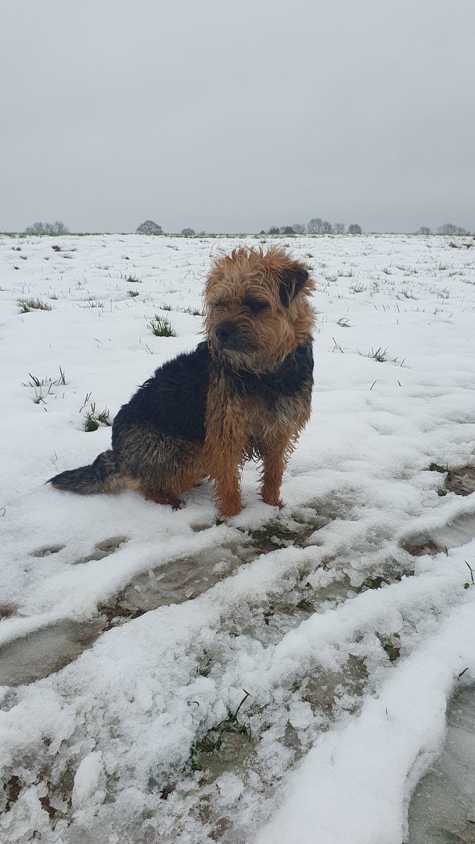 Mabel the BT first ever snow walk this week!  #crafts <a href="/Crufts/">Crufts</a>