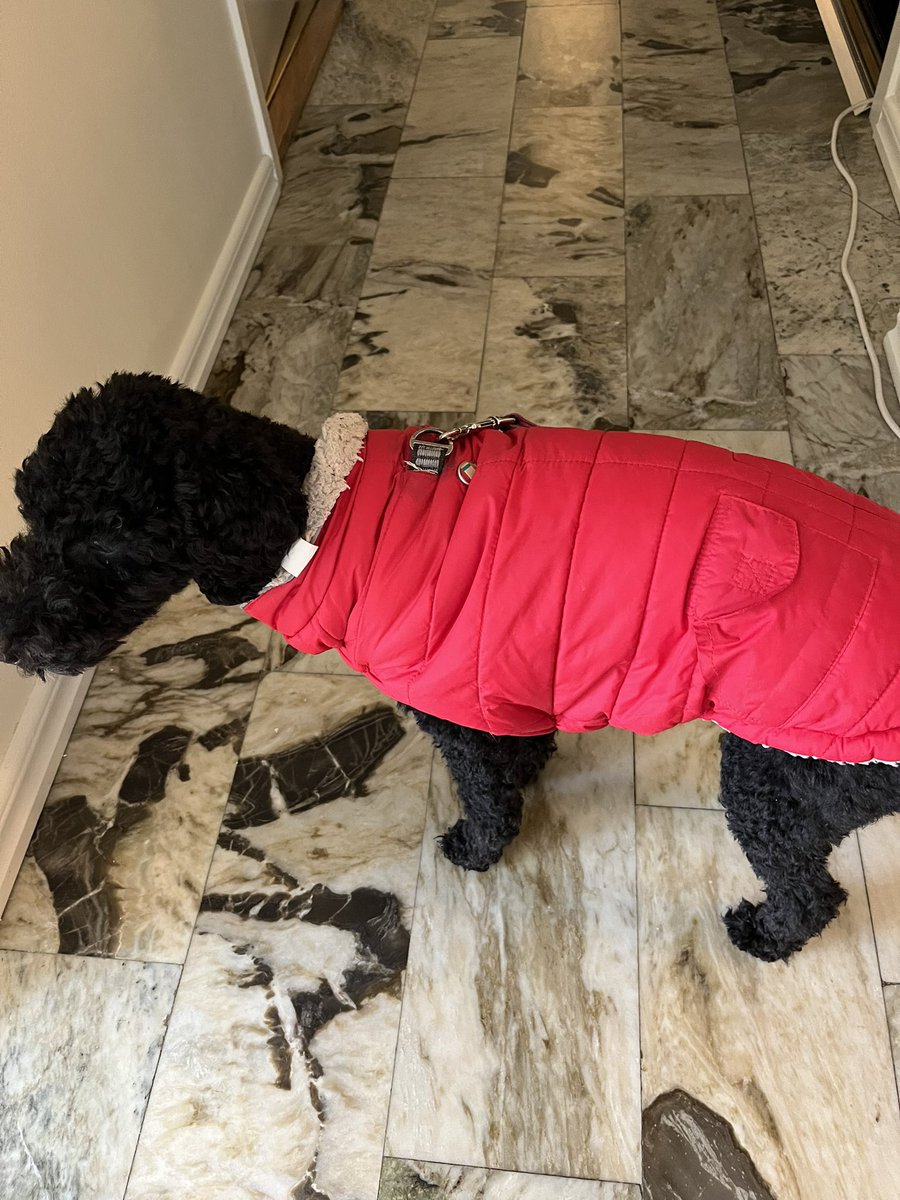 Älskar att min pudel har en ficka på sin vinterjacka. För ciggen?