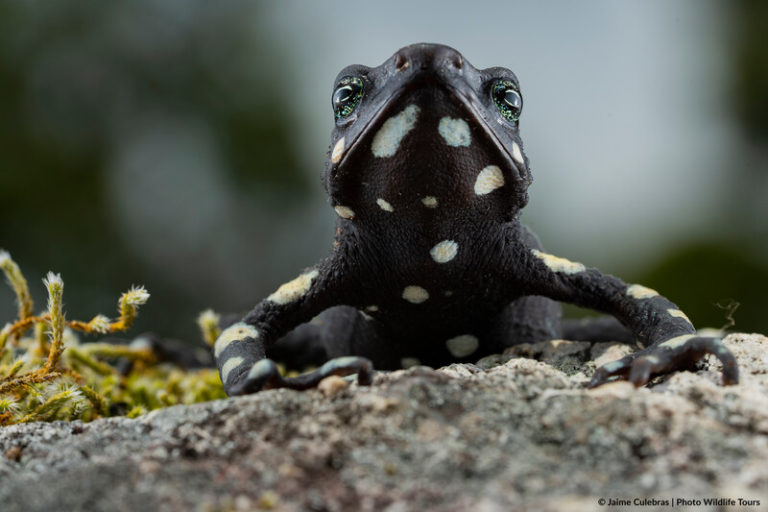 Multinational task force aims to save colorful rainforest frogs

The Atelopus Survival Initiative brings together scientists from 15 countries working to prevent the disappearance of harlequin frogs; of the 99 known species, half may already be extinct.

news.mongabay.com/2023/03/multin…