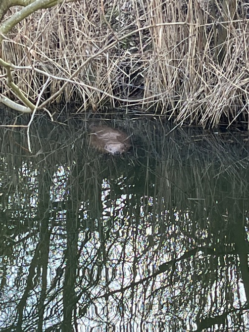 Al tijden op zoek maar nu gezien. 
Tot nu waren er alleen maar omgeknaagde bomen te zien. 
#natuurindebuurt