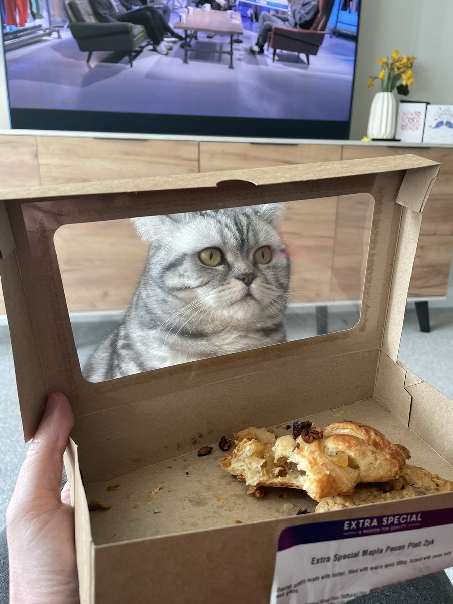 rosiepiecat's tweet photo. The return of #Caturday #CatsofTwitter https://t.co/IQUXgT3Hql