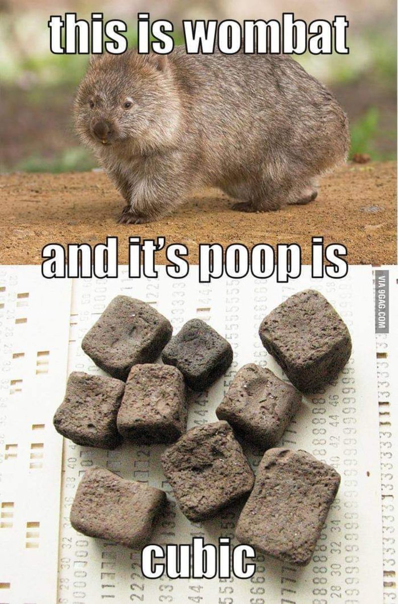 thewebbix's tweet photo. You don’t have to bury your nose in it to grasp the disparity here. Living things with soft tissue have few (any?) square shaped anything. Blockheads the exception maybe.
#TheMoreYouKnow #wombat #cubepoop
Wombats have square 🟫 poop 💩 but why and how?
https://t.co/Hv9lKBxGVy https://t.co/4cCAROWuRU