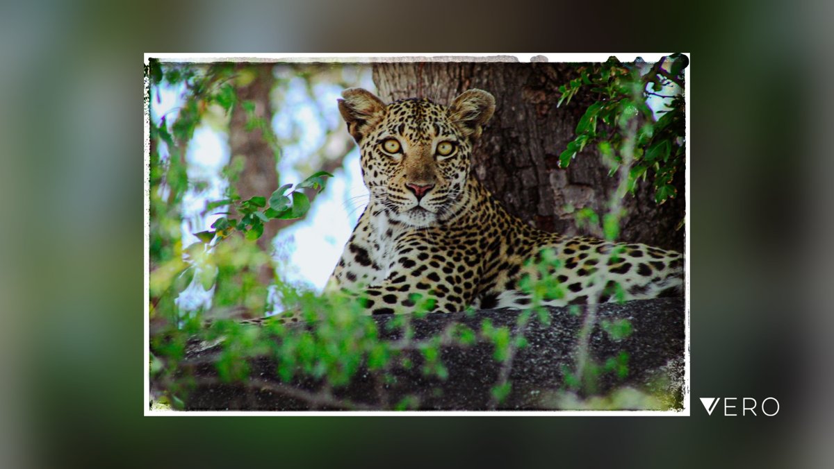 #Tree #Leopard #Nature #Outdoors #AnimalWildlife #Spotted vero.co/dmfstop/MRDC-r…
