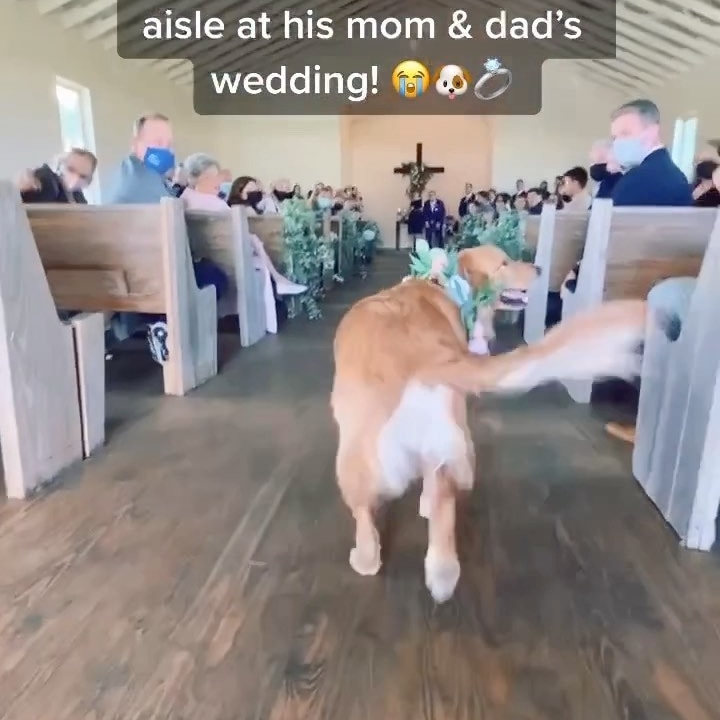 GoldenRetriever tweet media