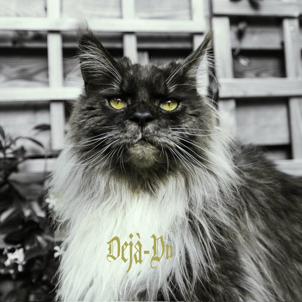 Vrouwmens <a href="/Kattentrimster/">Angelscatsandbubbles</a> heeft vandaag deze mooie jongens mogen trimmen. Ze hebben beide de echte bozige Maine Coon look. Het zijn echter allebei knuffelkonten. Jeddah (black smoke) en Dejà- Vu (black smoke met wit).