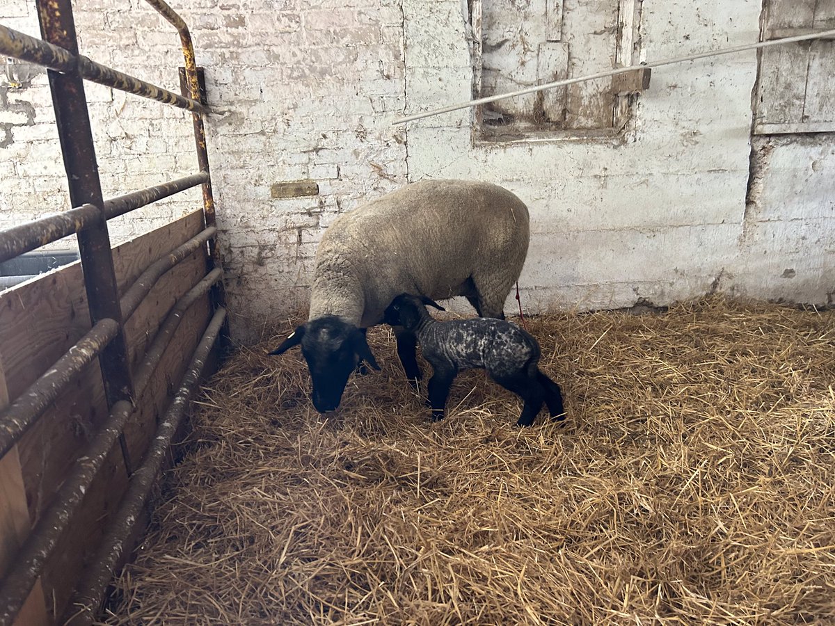 First lamb came this morning! Crawfdown Farms sheep division is back producing.