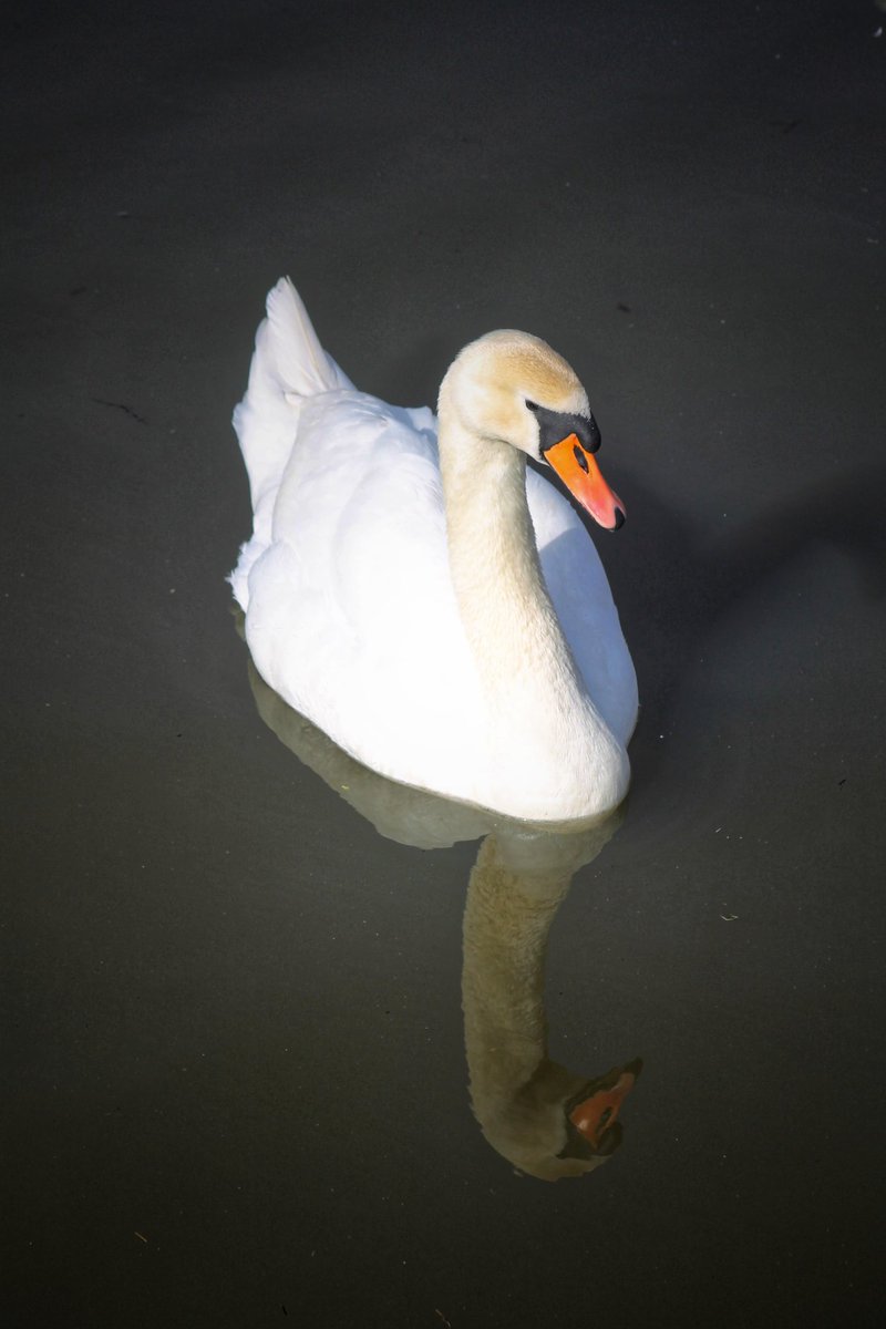 Reflections...

Attenborough 📸 11.3.23

#Swan #birdspotting #birdsofinstagram #waterfowl #swans #swansofinstagram #naturephotography #photography #naturemakesmehappy #birds #bird #birdstagram #birds_captures #natureiscool #naturelovers #naturemakesmehappy #reflections