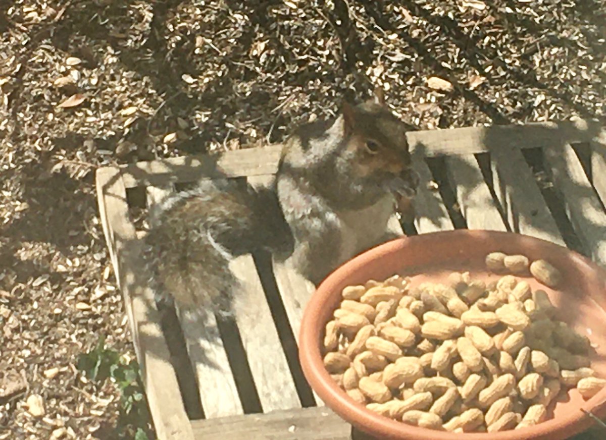 Dad put some Peanuts 🥜 out for the Squirrels 🐿 and the Cardinals.  This fella decided to sit there and munch out.  #Caturday