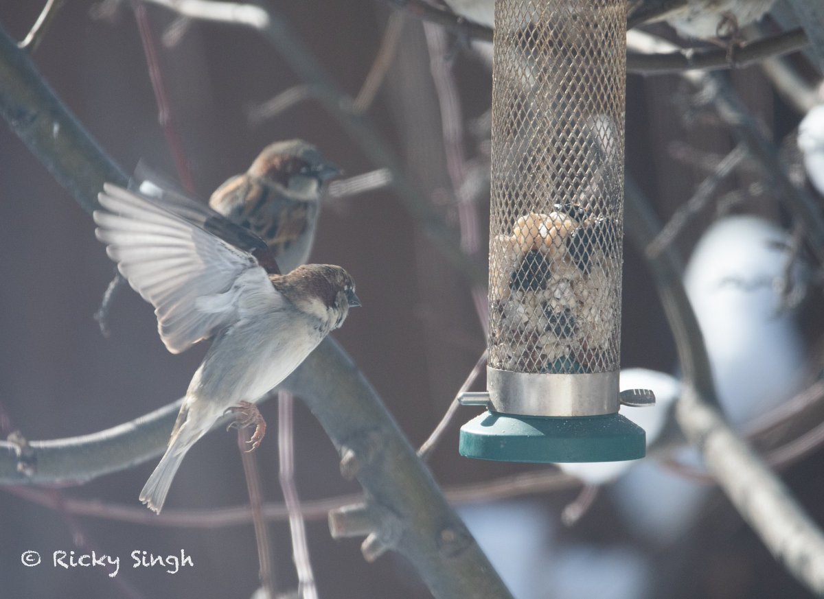 ricky703ca's tweet image. Finally, my entry to #TwoToTango @IndiAves #IndiAves #BBCWildlifePOTD