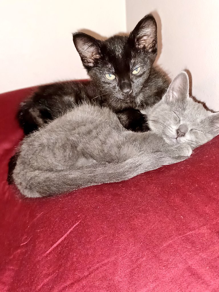 cubbyadam's tweet photo. Happy Caturday from Miles and Grover. https://t.co/Zq7G1tdo6x