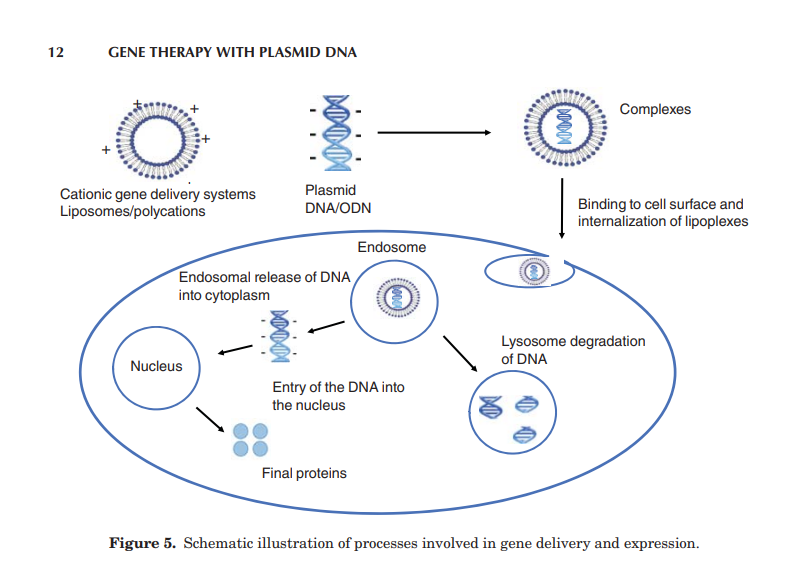 WitchDrTim's tweet image. #plasmidgate is now upon us, and you may not fully understand this, but I believe this is what will finally take down all of these mRNA technology vaccines.

Remember this photo and specifically the #plasmid #DNA which has been found as a contaminant in the #mRNA vaccines and can