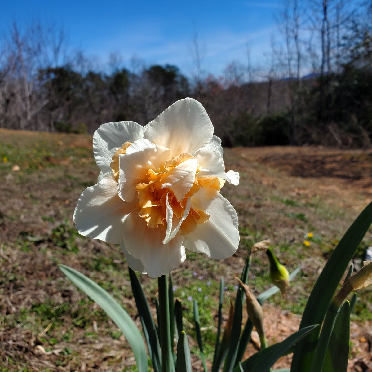 #Gardening #Flowers #GardnersWorld #Daffodil
#AlmostSpring