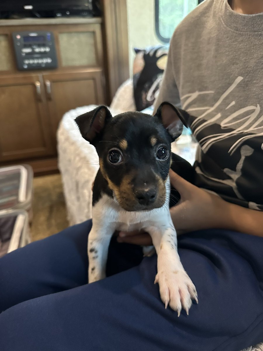 blackwell_ginny's tweet photo. everyone meet Beau✨
the newest addition to the Guerrero family🤍 https://t.co/5YDASf1msq