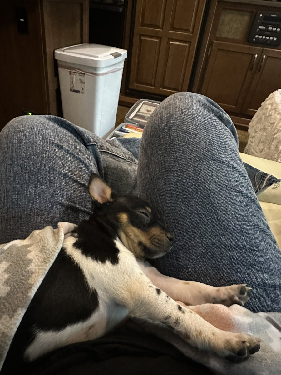 blackwell_ginny's tweet photo. everyone meet Beau✨
the newest addition to the Guerrero family🤍 https://t.co/5YDASf1msq