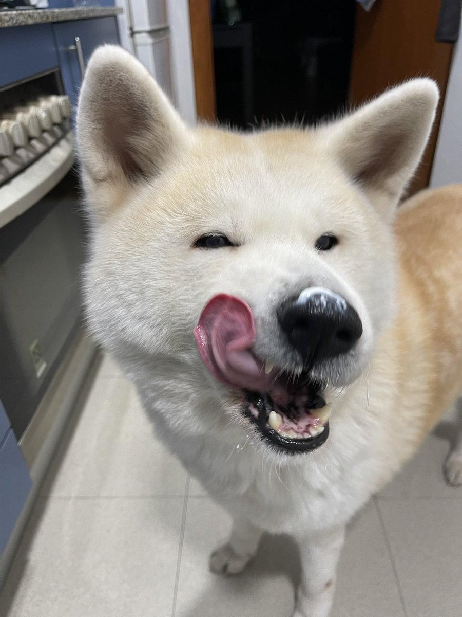 Jugando con la merienda #Suki #akitainu #Akita #dog #perro #PerroPeligroso #amor #Japanese #japan #Japon