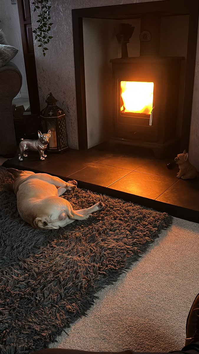 techguy112's tweet image. After his walk, this little lad is shattered #TREASURE #frenchbulldog