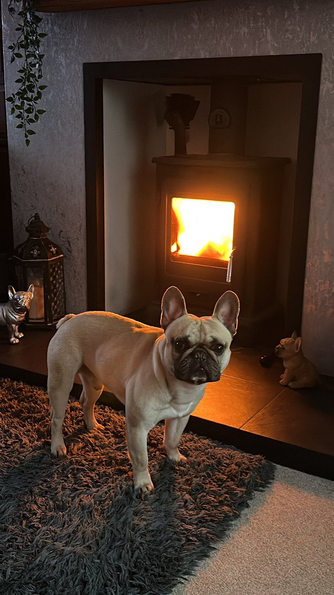 techguy112's tweet image. After his walk, this little lad is shattered #TREASURE #frenchbulldog