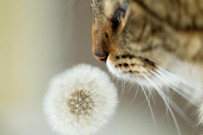 CoonCatNation's tweet photo. Benefits of Maine Coon Cat Adoption: https://t.co/y6VDcOUY80 Did you know that owning a cat can have several positive impacts on your health? #Caturday #CatsOfTwitter #pets https://t.co/cRvpBpj6Se