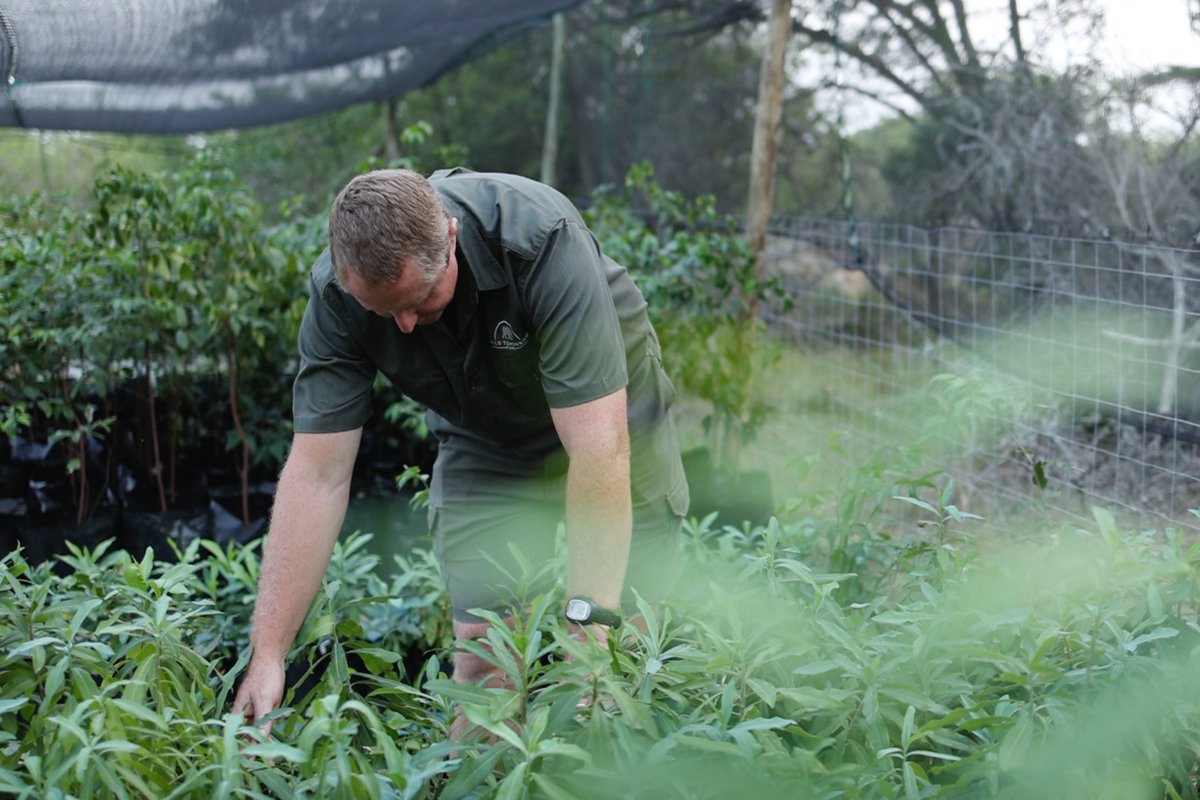 wildtomorrow's tweet photo. Wild Tomorrow’s Reserve Manager, Kevin Jolliffe, has been very busy replanting endangered Pepper Bark trees as part of our sand forest restoration project on our Greater Ukuwela Conservancy. 🌿

#wildtomorrow #rewild #sandforest #restoration #generationrestoration #conservation https://t.co/kf0CcFh3Sy