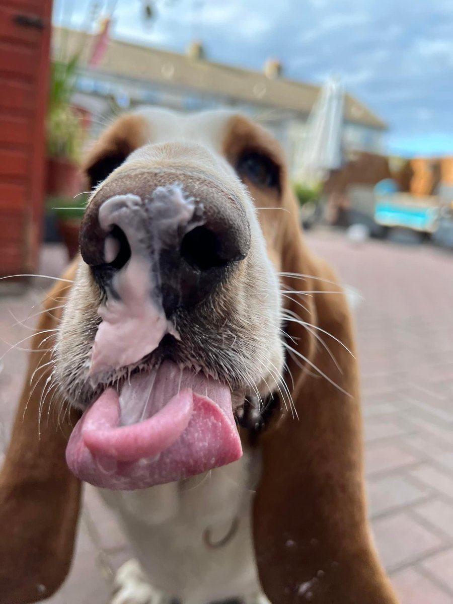 LaylaHealy2's tweet photo. @Crufts  our precious little basset hound Mr. Ronson 💙 https://t.co/9Sn0MUaTDY