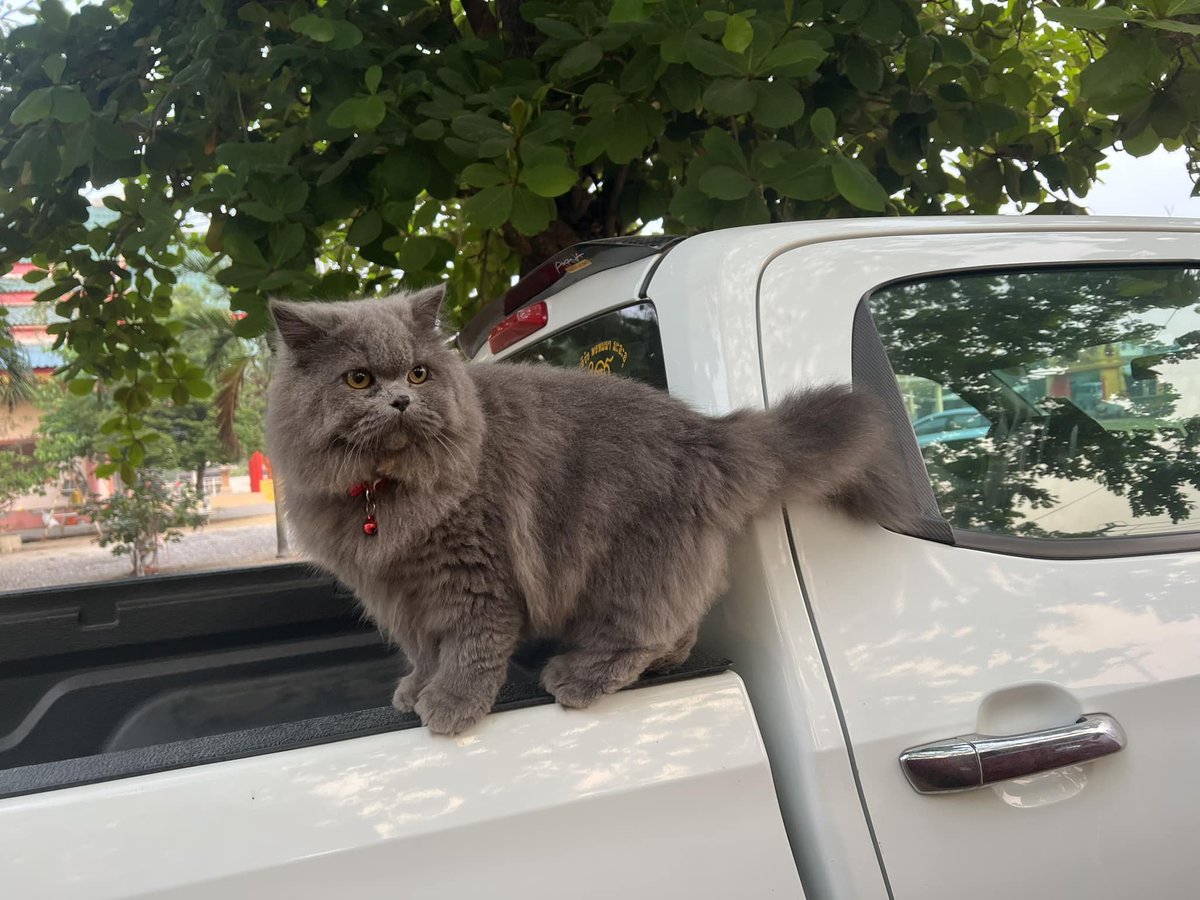 TranslatedCats's tweet photo. Clearly a bear. https://t.co/ZqpcN8awYc