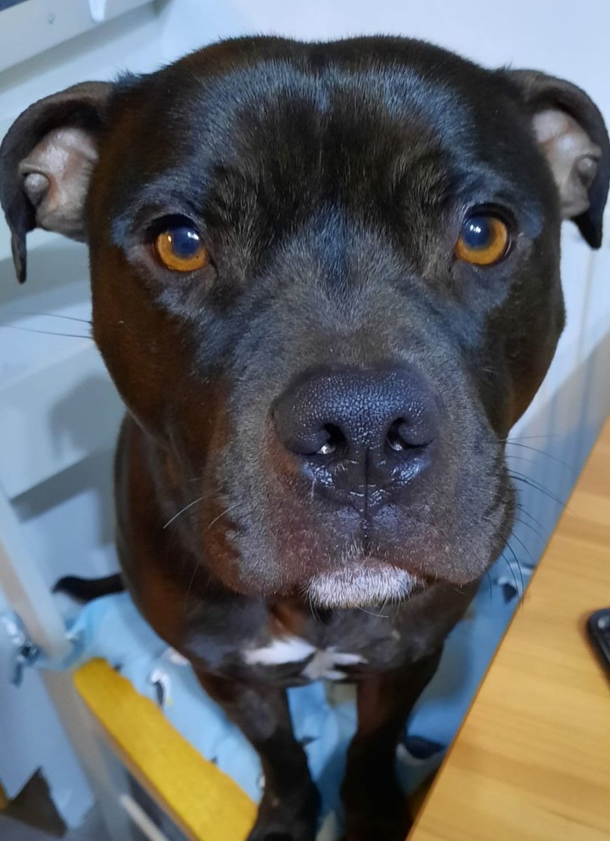 Richard_M_Owen's tweet photo. @JulesAllenxx #dinnerface 🤣🤪
#StaffieSaturday #dogsoftwitter #staffie #pup https://t.co/MombG5NsOU