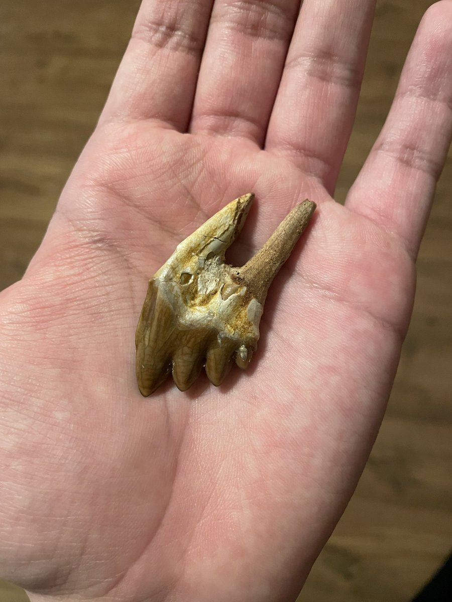 @fasc1nate These ancient whales had many archaic traits such as external hind legs, a slimmer body, a smaller brain, and even different types of teeth. Which modern Odontocete whales mostly have one type of teeth.
In fact, here is a molar from Eocene Morocco belonging to Basilosaurus sp.