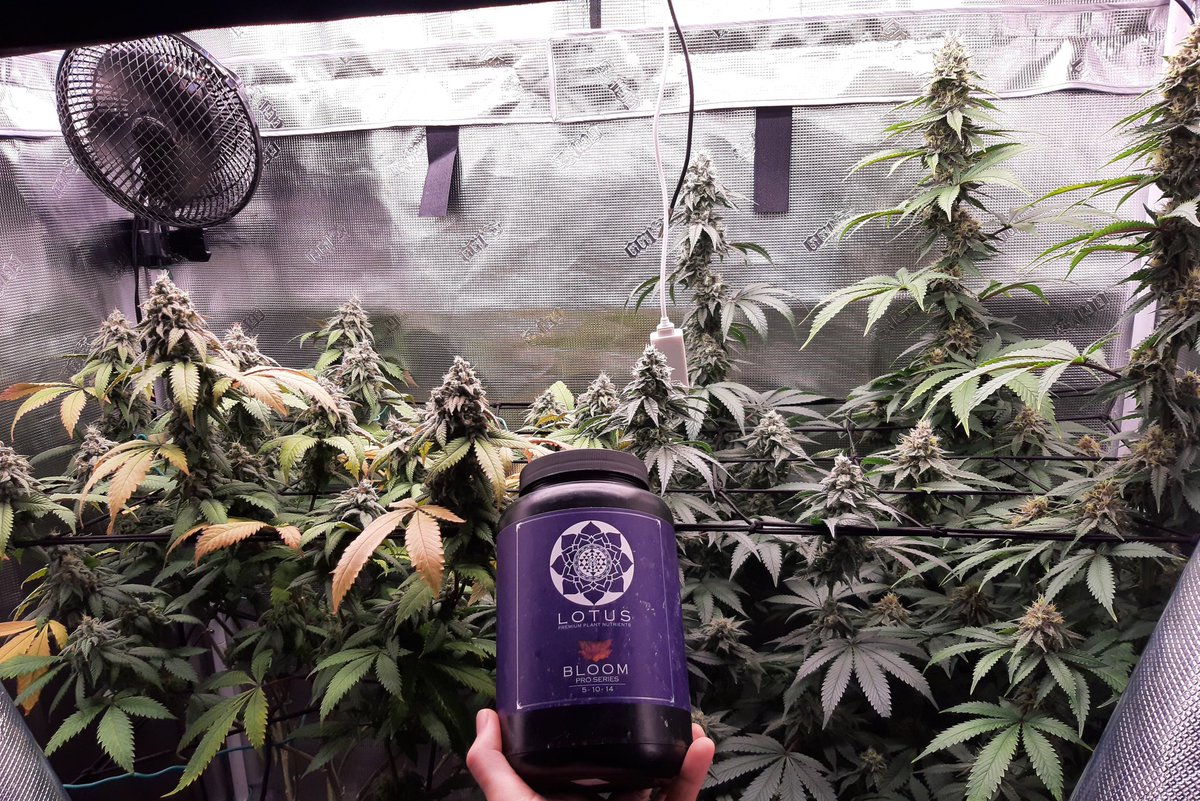 nickalexrian's tweet image. Week 7, another awesome run with @lotusnutrients 🙌 highly recommend trying them out if you haven&apos;t yet 💪#terpy #resinous #dense #consistent #lotusnutrients