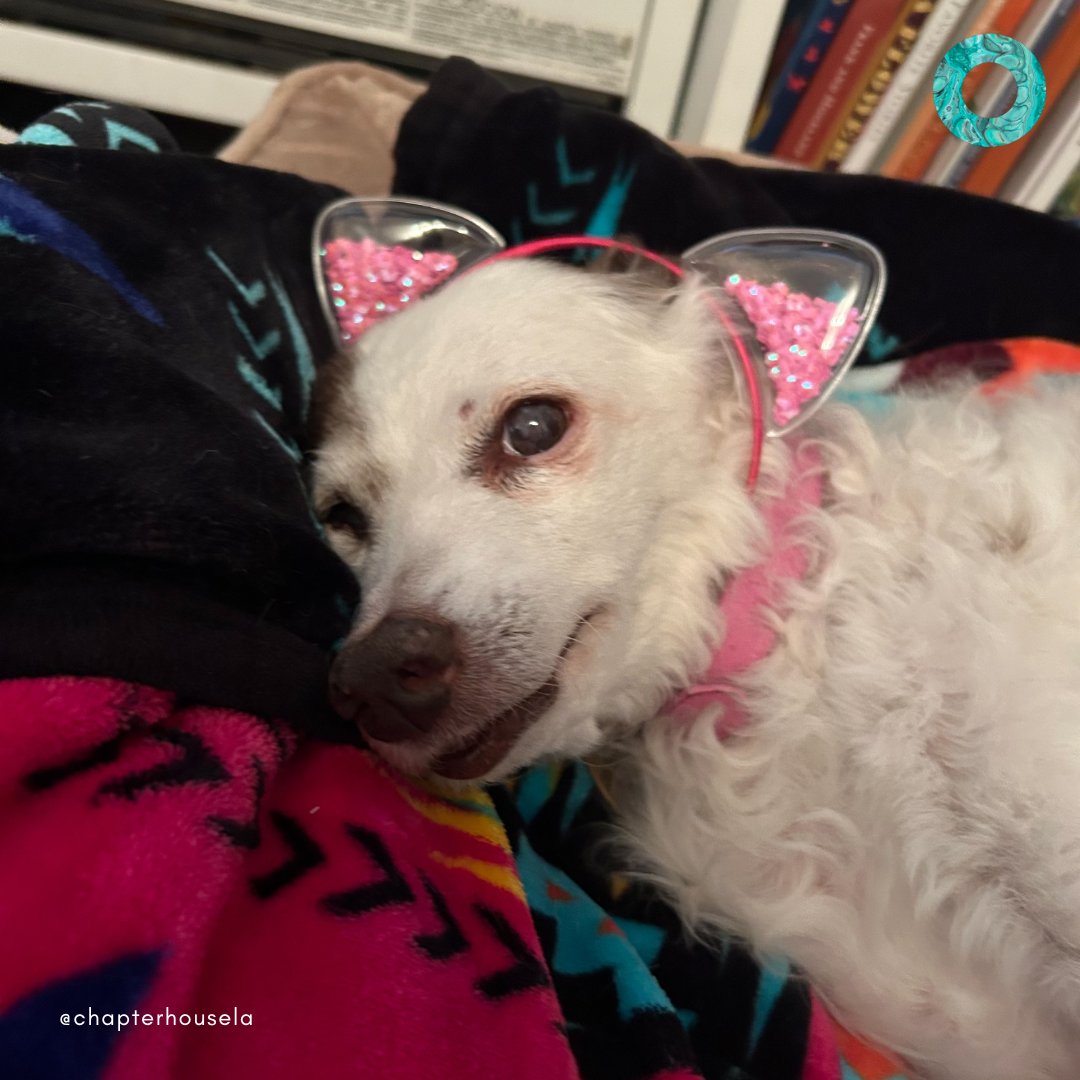 chapterhousela's tweet photo. Join us in wishing The Chapter House's Top Dawg Cindy $herman a Baa Hózhǫ́ǫgo Nidishchí / Happy Birthday! It's her sweet 16 today! TCH Founder @robbinzintherez's PAWtner in crime, Cindy is a Buenos Aires baby, a style icon, and a chicken fiend. We love you, Ms. $herman!! 🐶❤️⁠ https://t.co/CG9cJriDg2