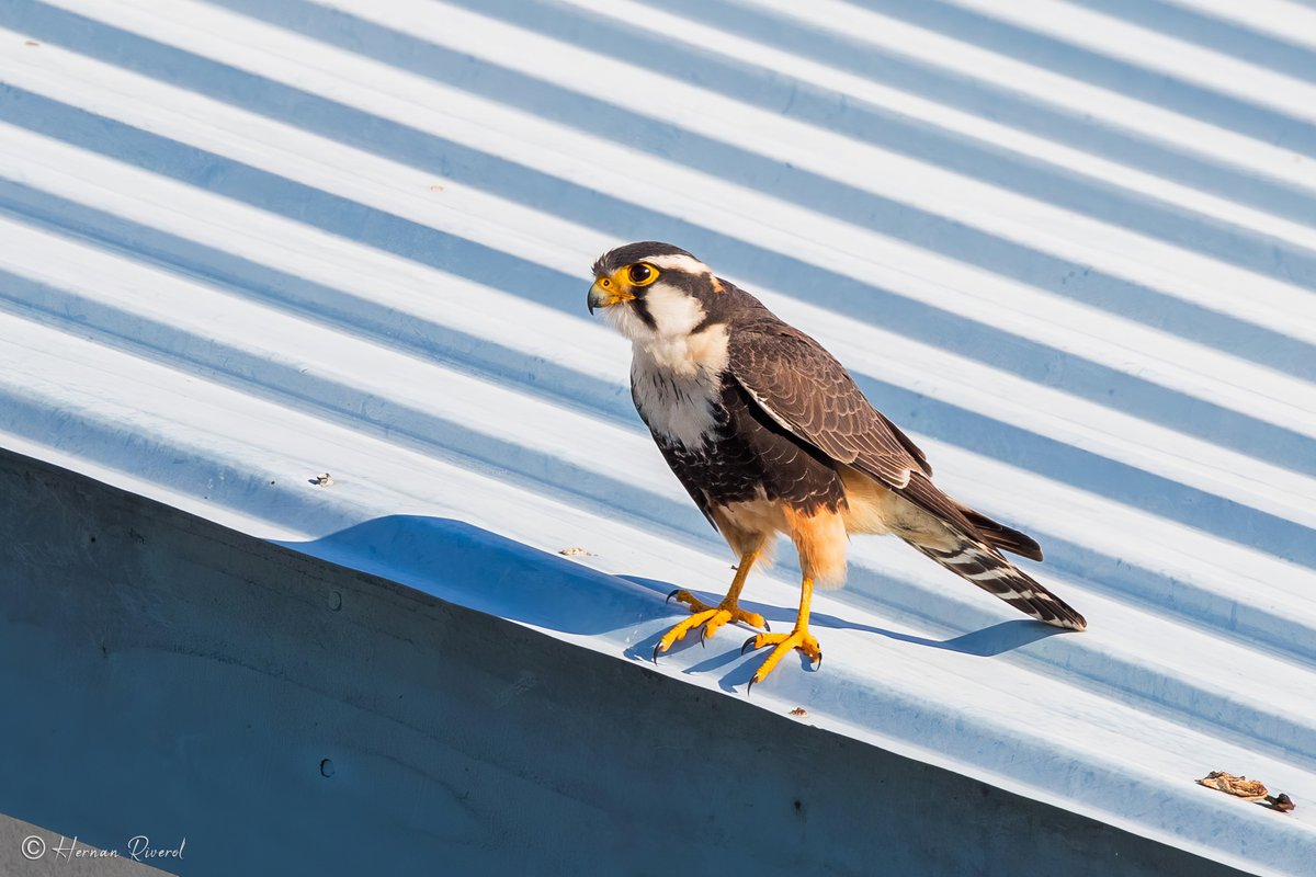 Hernan Riverol (@hernanriverol) on Twitter photo 2023-03-11 18:20:15 I was thrilled when out of the blue, literally, this Aplomado Falcon perched on my neighbours roof for about a minute and then flew away.
Ladyville, Belize.
#BirdsOfBelize #BirdsSeenIn2023
#birds #birdphotography #birdwatcher #BirdTwitter #BirdsOfTwitter #wildlife #Raptors I was thrilled when out of the blue, literally, this Aplomado Falcon perched on my neighbours roof for about a minute and then flew away.
Ladyville, Belize.
#BirdsOfBelize #BirdsSeenIn2023
#birds #birdphotography #birdwatcher #BirdTwitter #BirdsOfTwitter #wildlife #Raptors