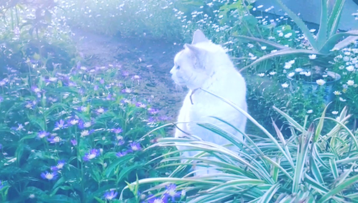 ayucafe's tweet photo. ねこの牧師が言った。みなさんは洗脳されています。普通と言う宗教に。普通なんてありません。この生は個別でいびつで無慈悲で無意味です。ひとも草木のようないのち。草木の生に意味はありません。だから自由で美しいです。美味しいものを食べて自分を可愛がって勝手に生きましょう。構いやしません。 https://t.co/x03Y0uJ5cf