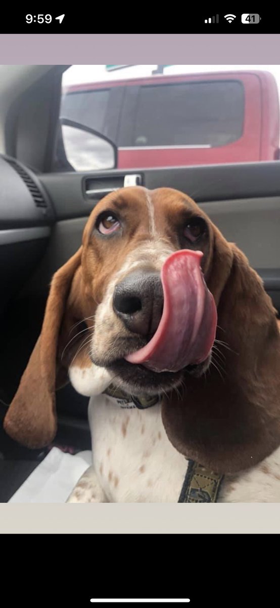 PieBasset's tweet image. Morning #pupper