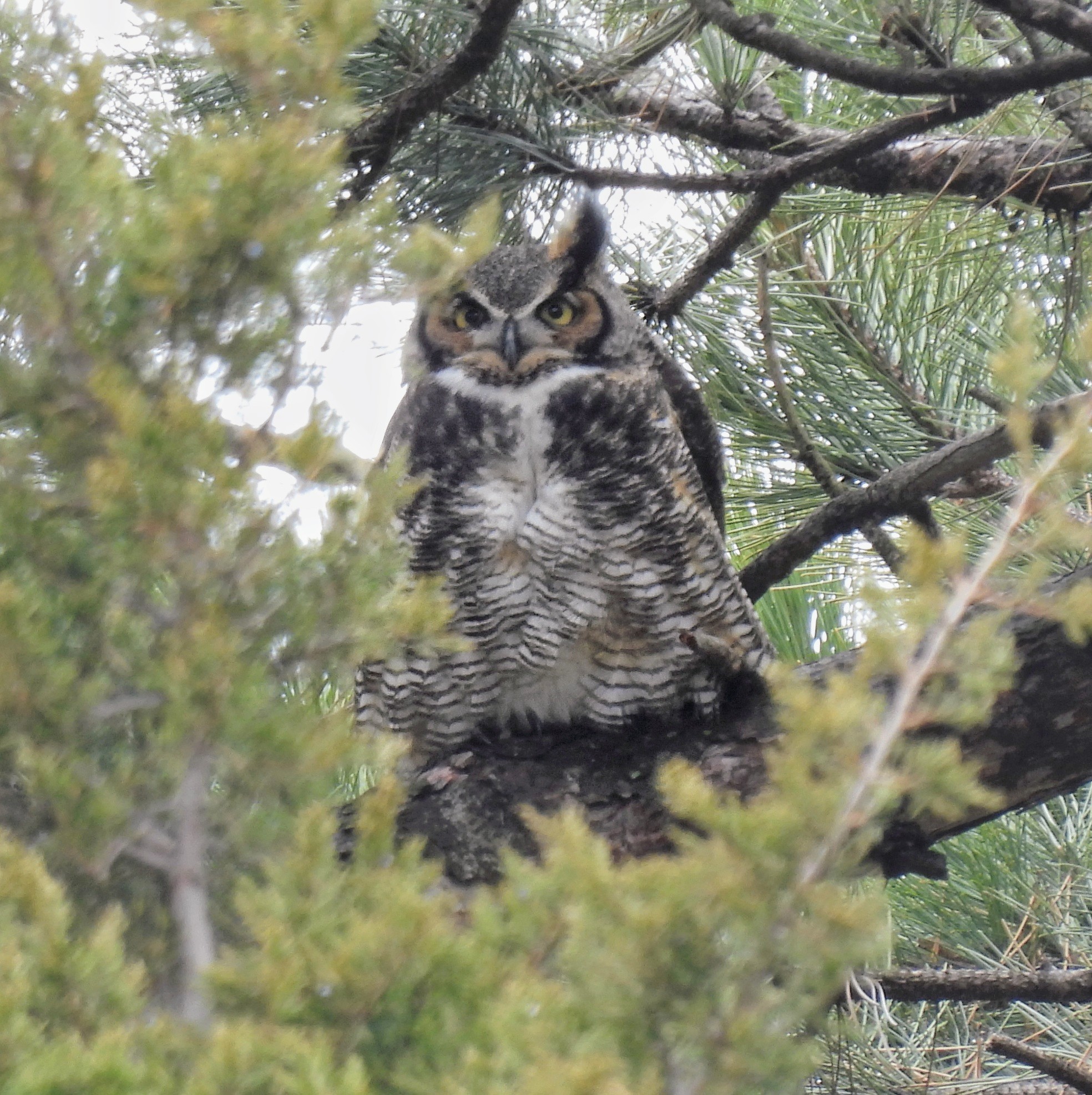 Manhattan Bird Alert - j97snqh