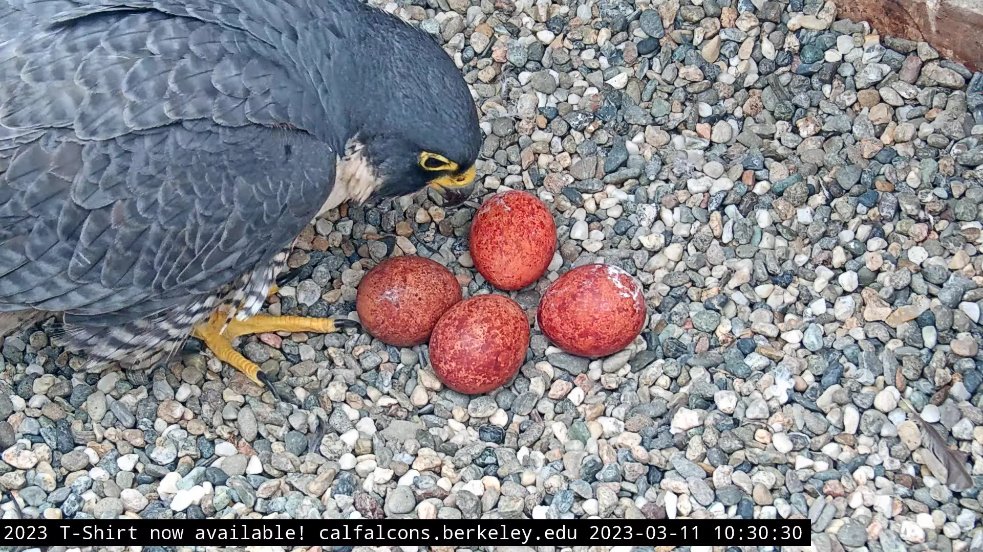 CalFalconCam (@calfalconcam) on Twitter photo 