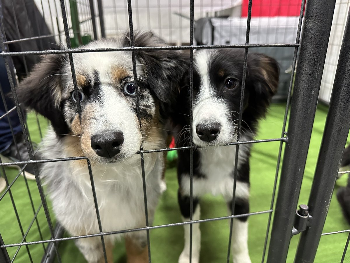 Arthur Craig Green on Twitter "Just loving on all the dogs 🐕 here at the Edmonton Pet Expo"