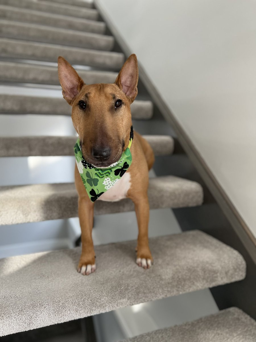 AugustusTheMini tweet media