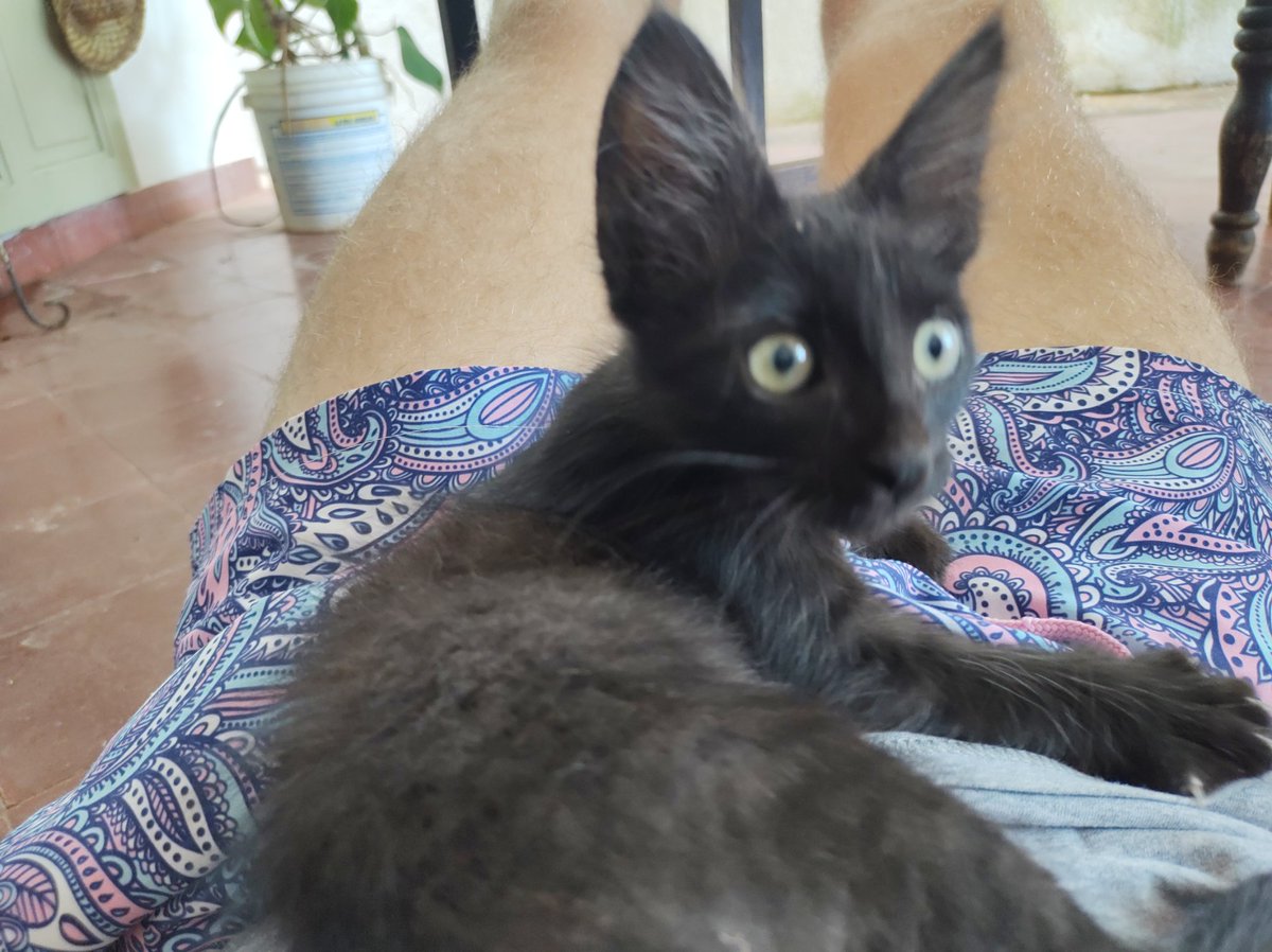 hernandsf96's tweet photo. Busco familia para Arturo! 

El rey de los gatos negro fue abonado, encontrado por este simple mortal quien no lo puede tener en su casa porque ya tiene otras dos gatas. 

El es la masa, por algo es el rey. Ya está desparasitado y con ganas de jugar todo el día. https://t.co/ximgpRHKTV