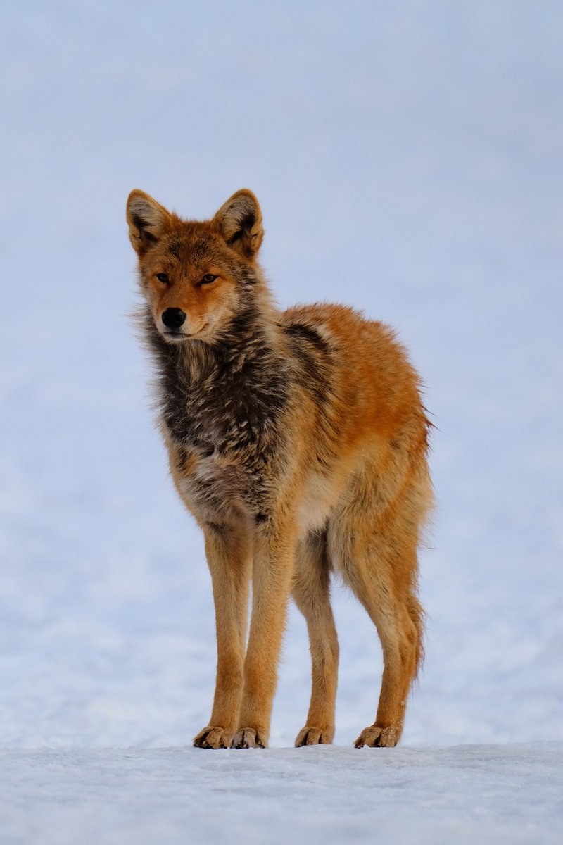 tuxology's tweet photo. Coyote at Rotary Peace Park #ROMwpyON @ROMtoronto https://t.co/dBhlc1R6sG