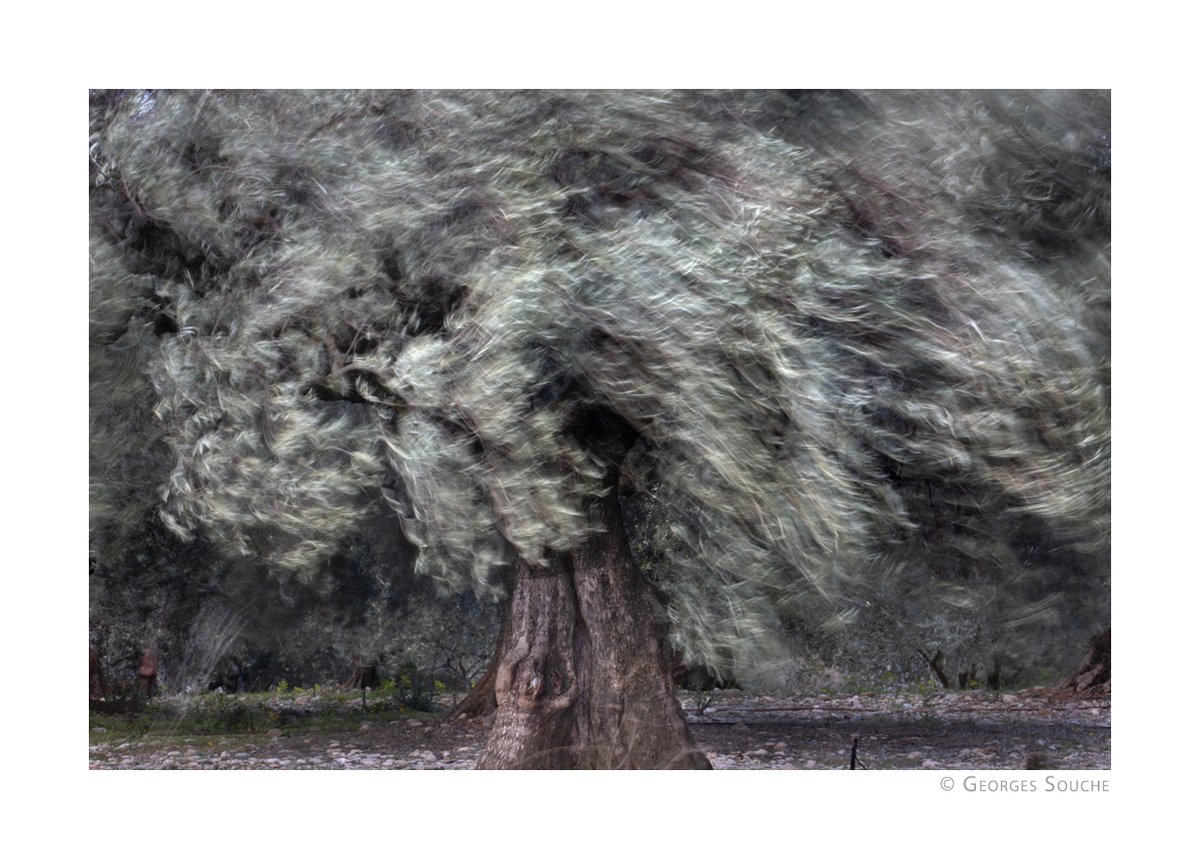 Georges Souche Photographe tweet media