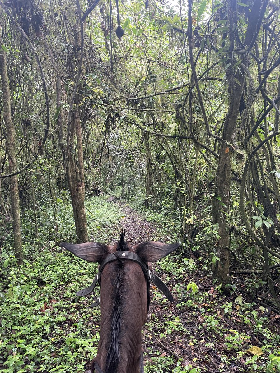 Veit Medick tweet media