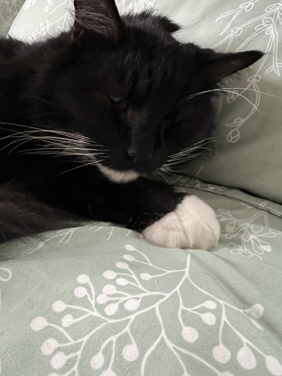 PrimroseTheCat_'s tweet photo. Big Nor’Easter coming- dat crazy, it mid-March https://t.co/gGE8RfzAk9