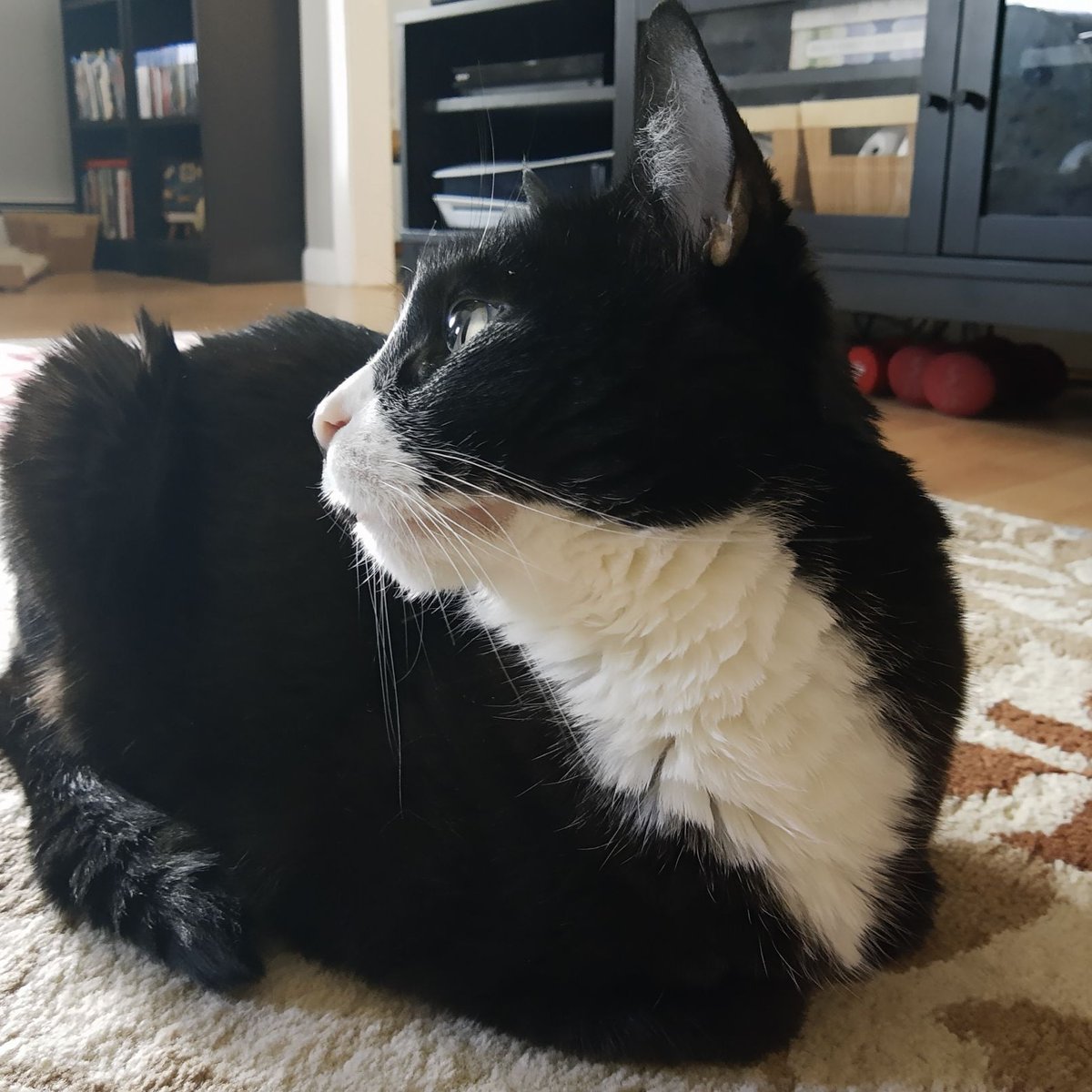 TamadoriC's tweet photo. How to properly snub the humans....the head turn 😹
#tamadoricollection #cat #cats #catlovers #tuxedocats #catsofinstagram #tuxedocat #catsofamerica #catsofboston #catlover #tuxedofeatures #adoptdontshop #caturday https://t.co/4yX8aKepov