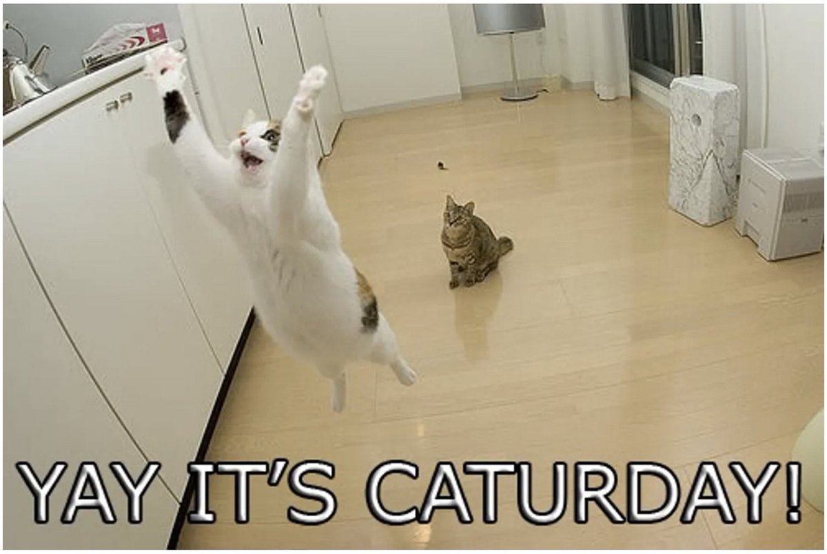 CatsOldies's tweet photo. Happy Caturday!  Do you have any fun plans for the weekend?  

Want to have your own cat on Caturday?! Look at our adorable adoptable cats! https://t.co/wTFfkdYLYv

#monterey #gocr #cats #oldercats #caturday #saturday #nonprofit #volunteer #donate https://t.co/7JlidtMFJm